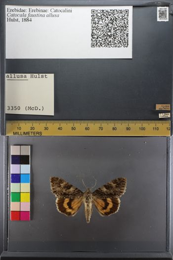 Media type: image;   Entomology 747624